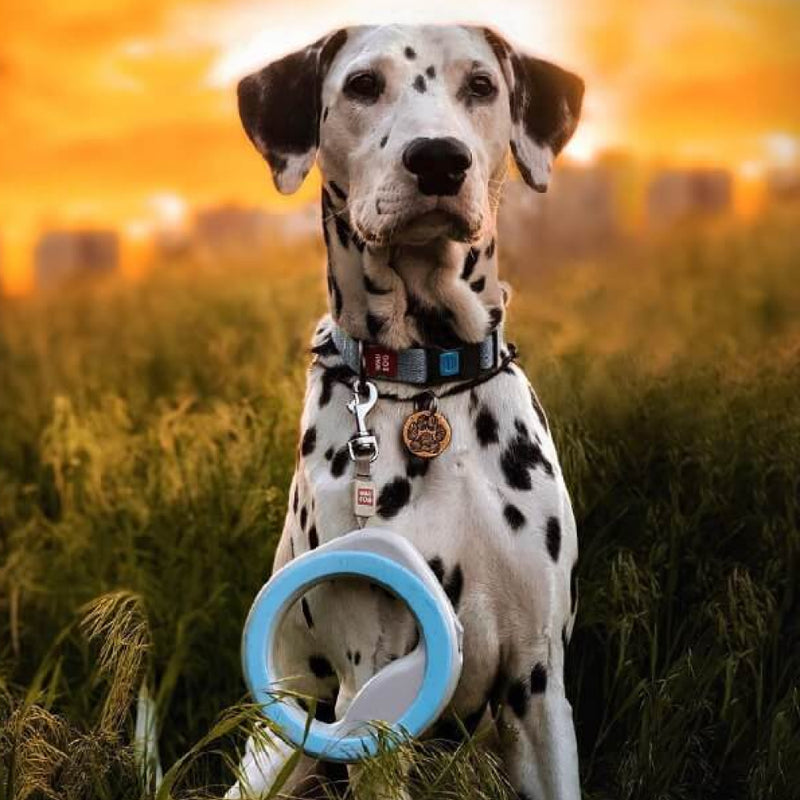 Hands-free retractable dog leash