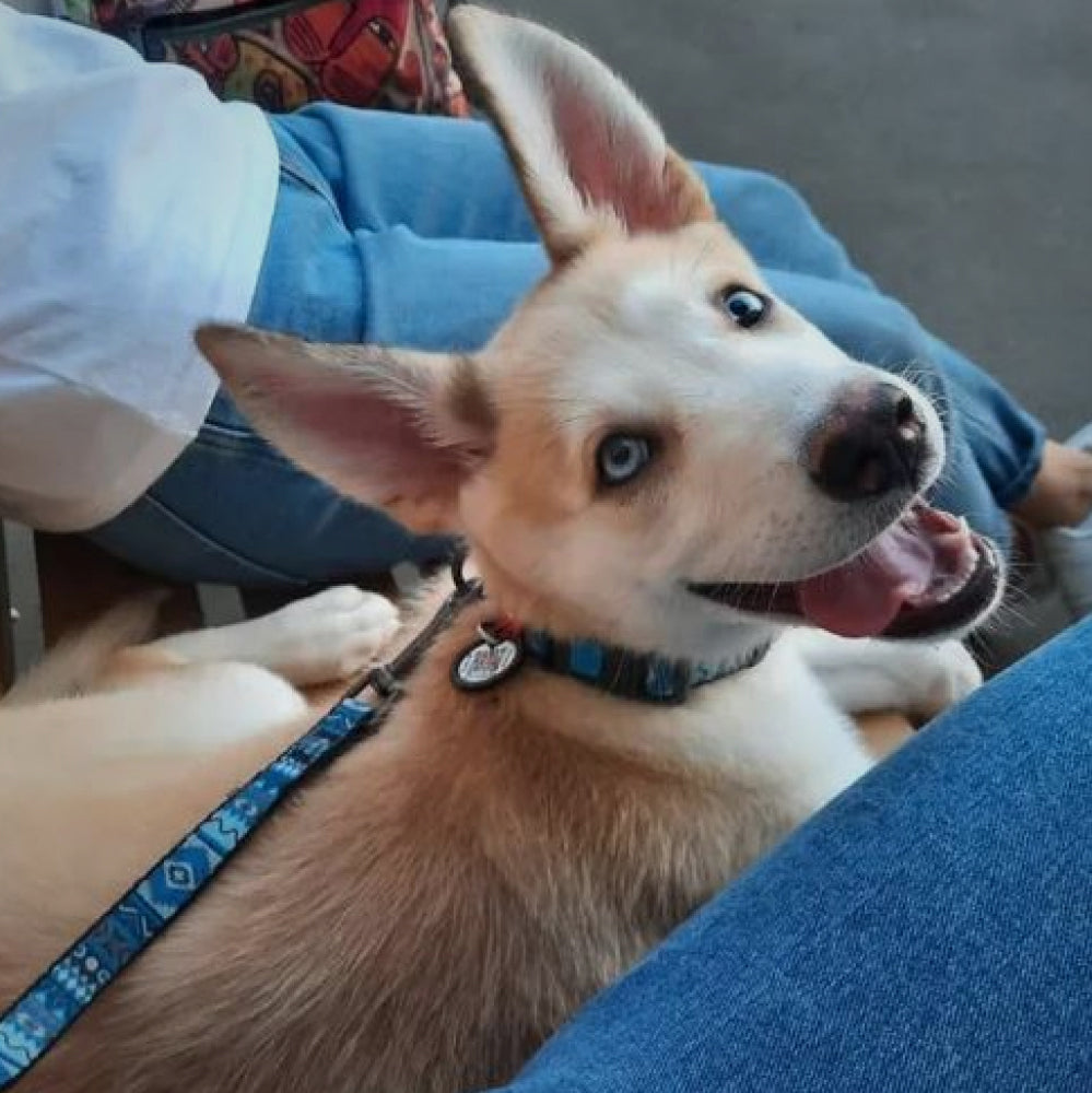 Nylon leash with a unique design for dogs