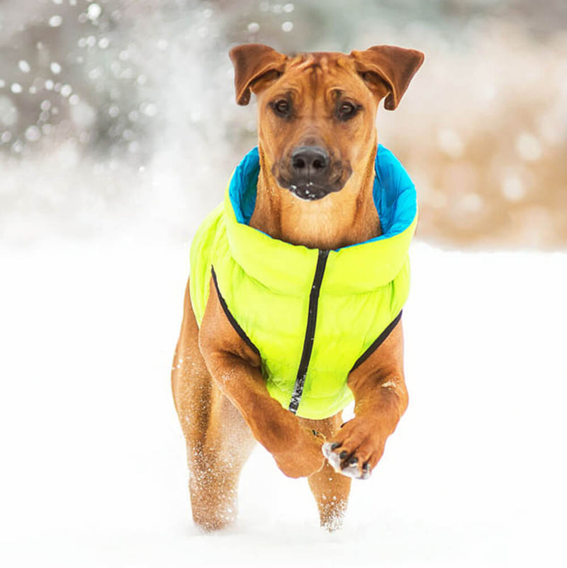 World's lightest warm jacket for dogs