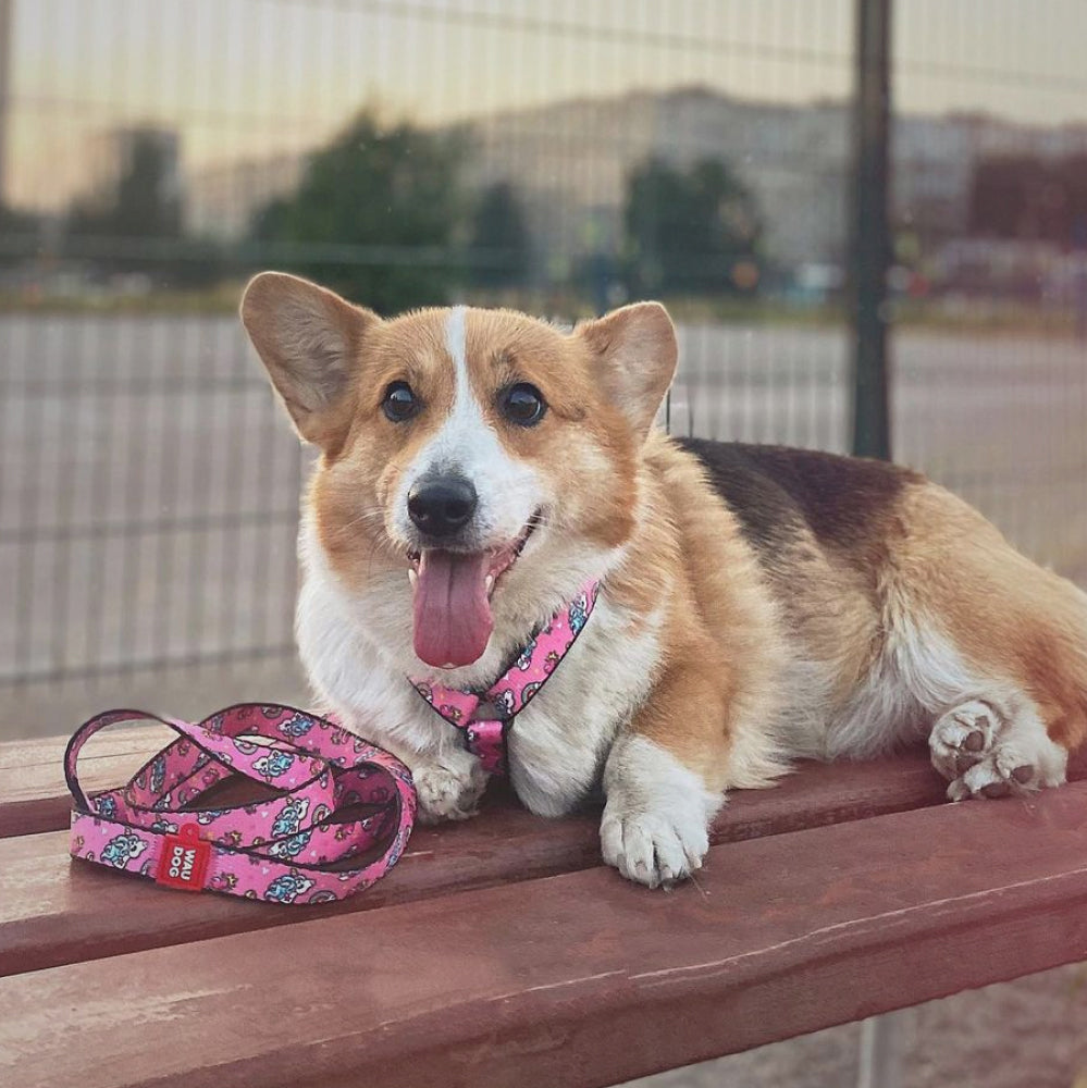Nylon leash with a unique design for dogs