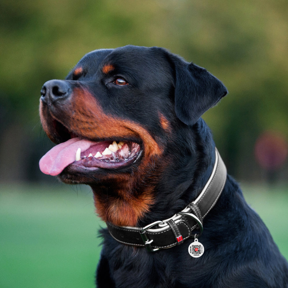 Heavenly soft leather collar for dogs