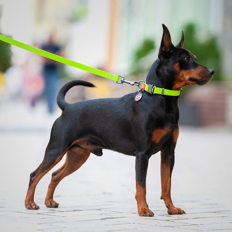 Ultra-modern waterproof dog collar with metal clasp