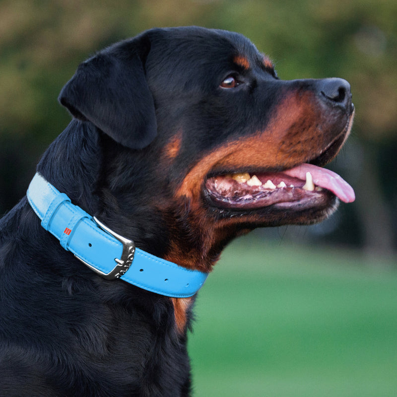 Glamour leather dog collar