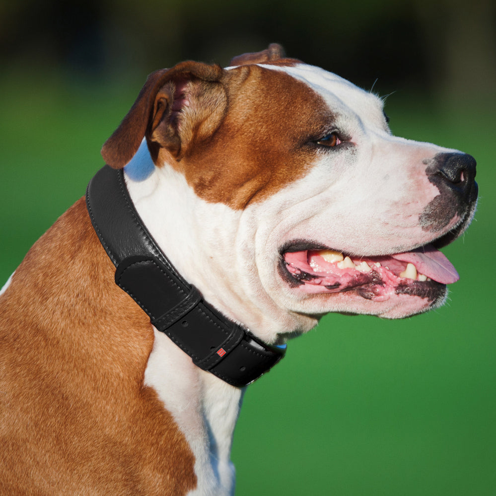 Glamour leather dog collar