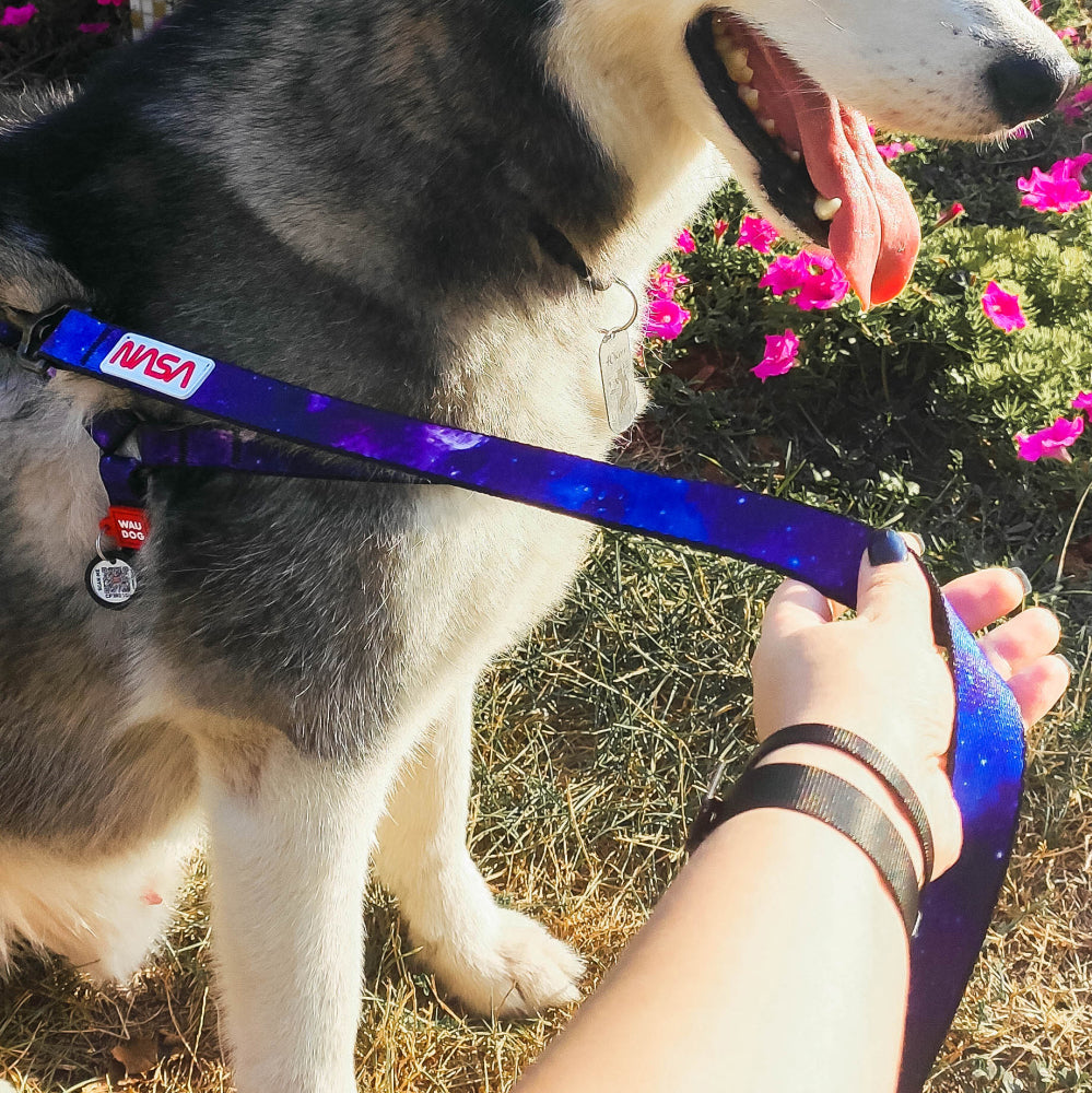Nylon leash with a unique design for dogs