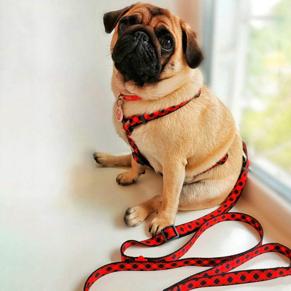 Nylon leash with a unique design for dogs