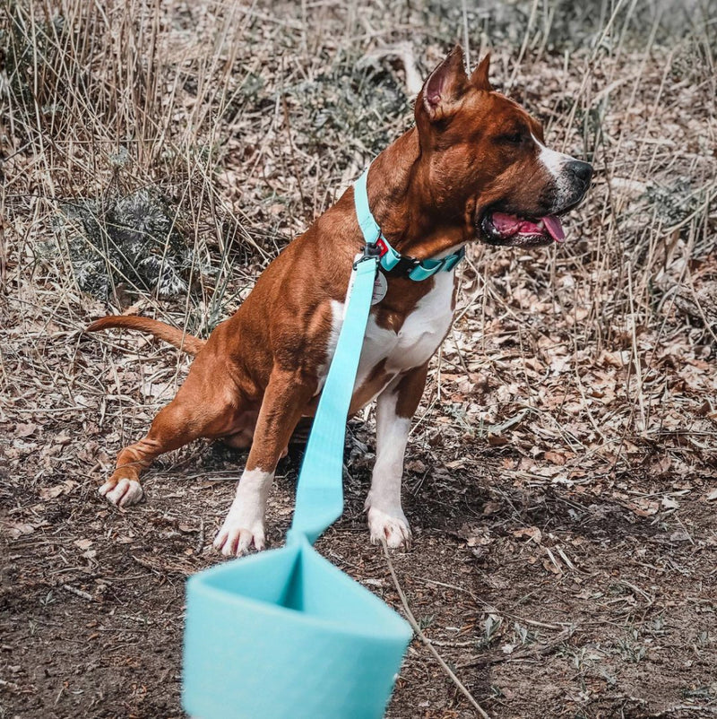 Waterproof glowing in the dark dog leash