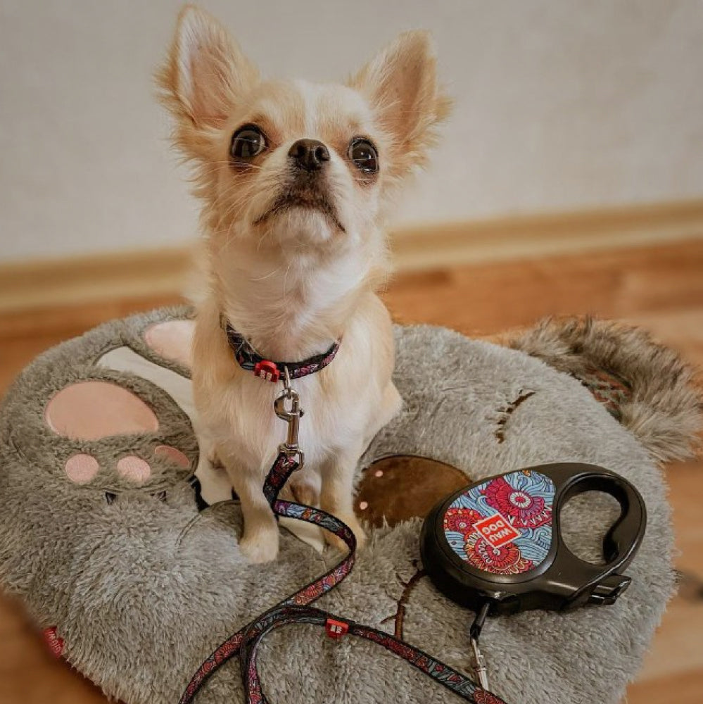 Retractable dog leash with a unique design