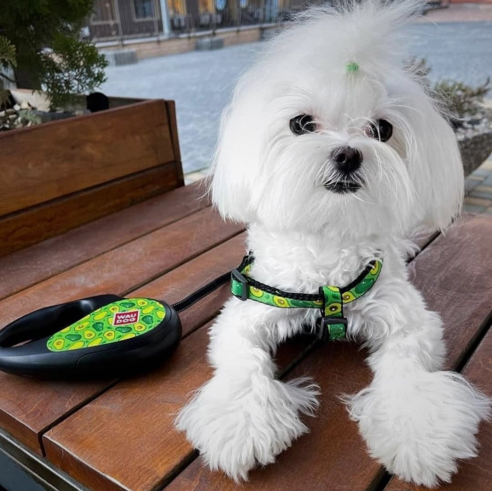 Retractable dog leash with a unique design