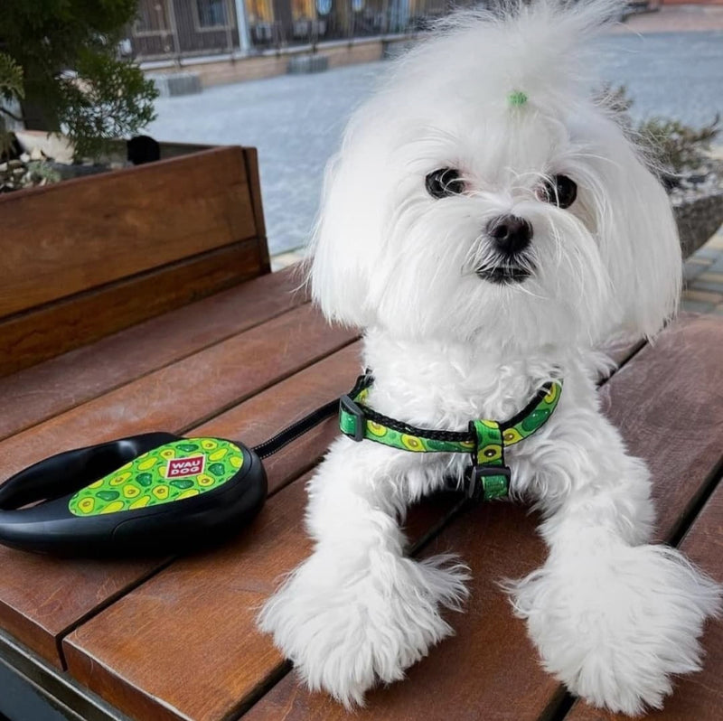 Retractable dog leash with a unique design