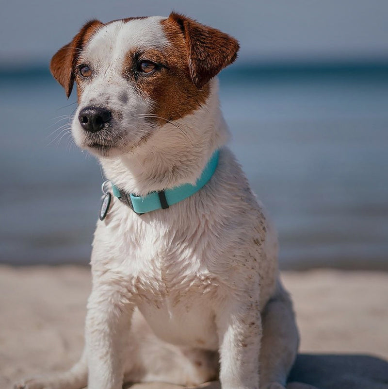 Waterproof Glowing In The Dark Dog Collar