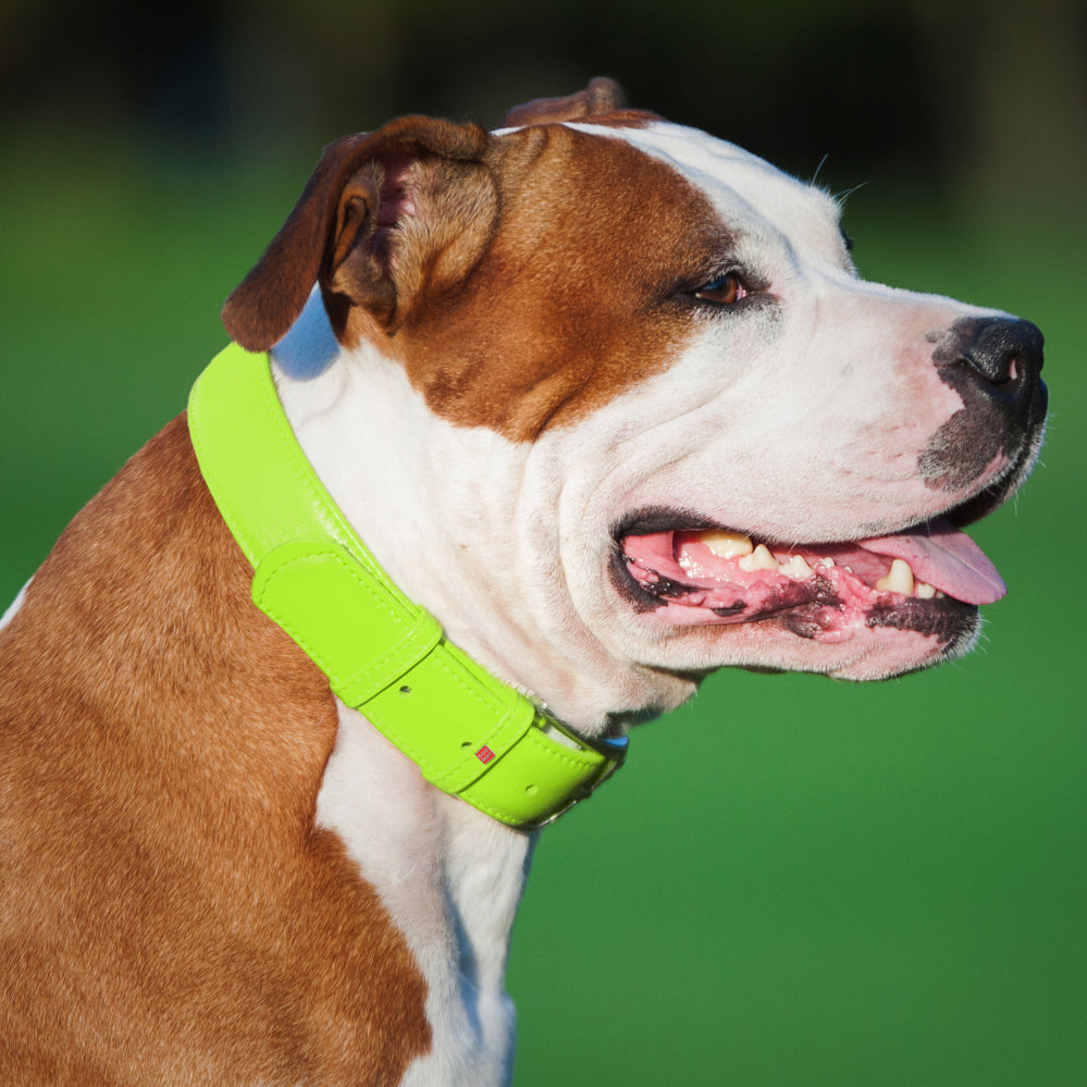 Glamour leather dog collar