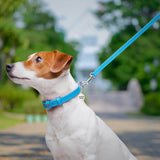 Glamour leather leash for dogs