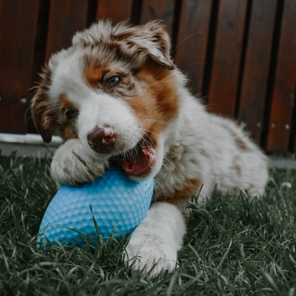 Extremely durable and safe football dog toy