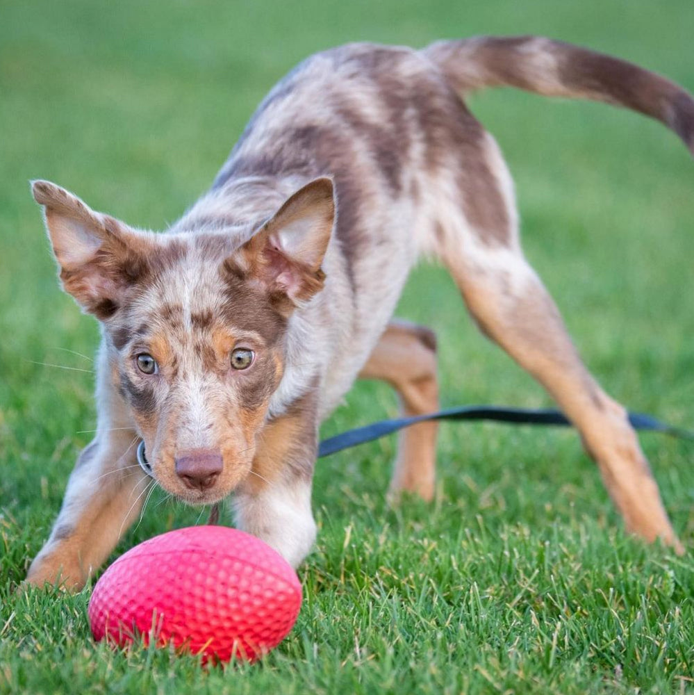 Extremely durable and safe football dog toy