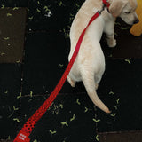 Nylon leash with a unique design for dogs