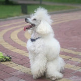 Glamour leather dog collar