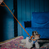 Glamour rolled leather dog leash