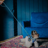 Glamour rolled leather dog leash