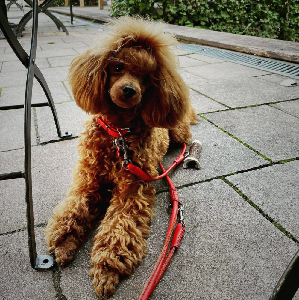 Glamour rolled leather dog leash