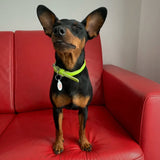 Glamour leather dog collar