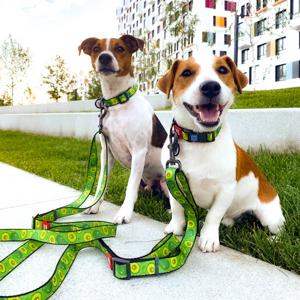 Nylon leash with a unique design for dogs