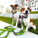 Nylon leash with a unique design for dogs