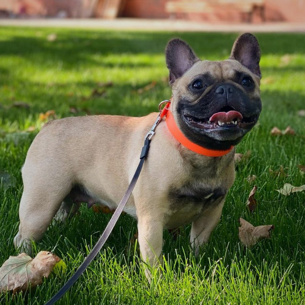 Glamour leather dog collar