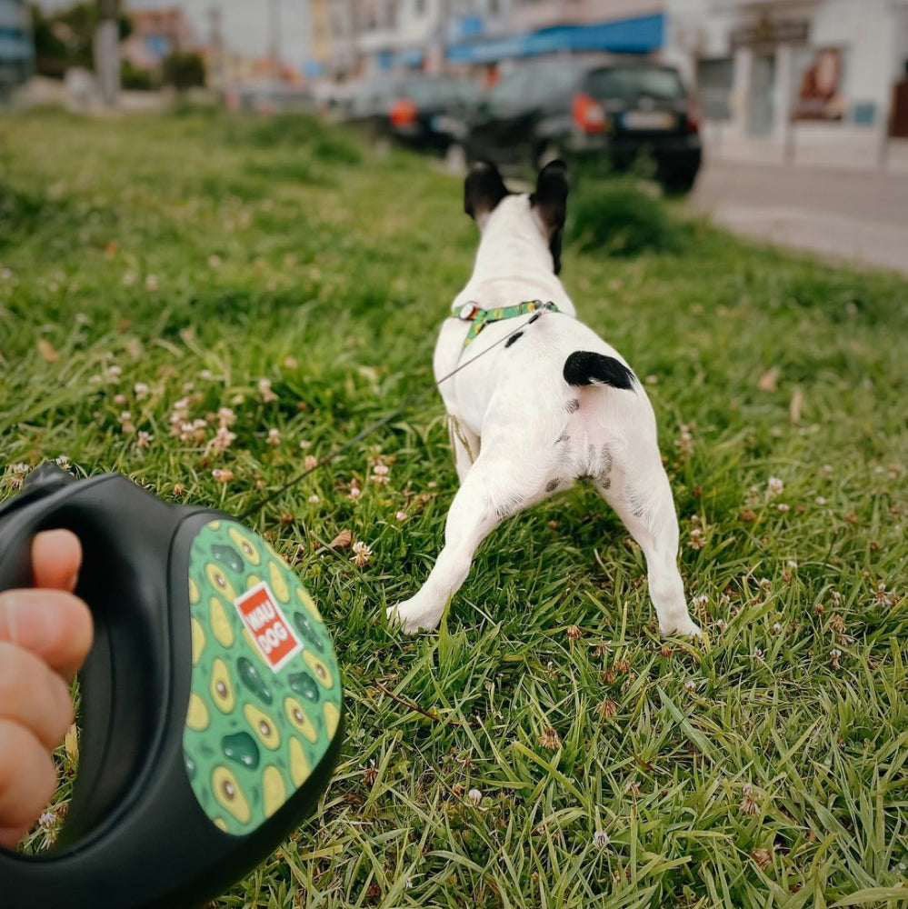 Retractable dog leash with a unique design