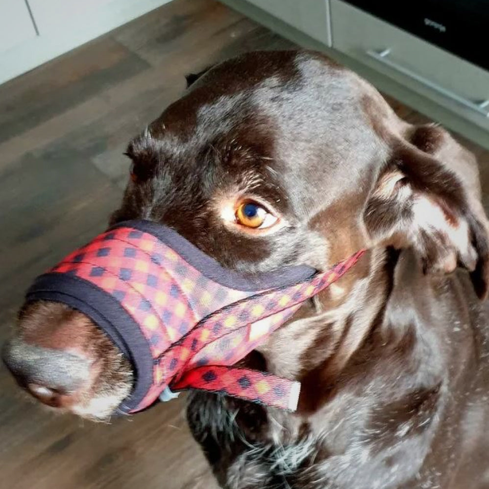 Nylon muzzle with a unique design for dogs