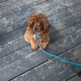 Glamour rolled leather dog leash