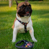 Retractable dog leash with a unique design