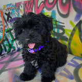 Glamour leather dog collar
