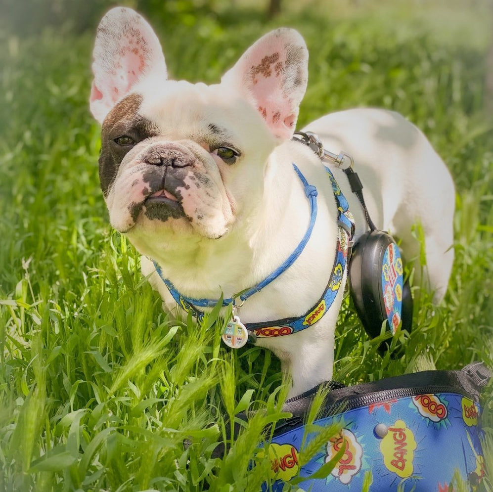 Retractable dog leash with a unique design