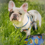 Retractable dog leash with a unique design