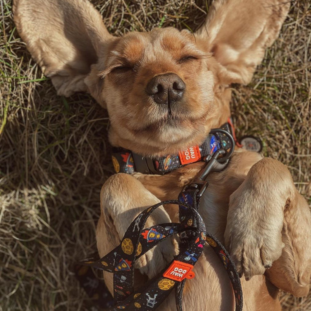 Nylon leash with a unique design for dogs