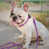 Glamour rolled leather dog leash
