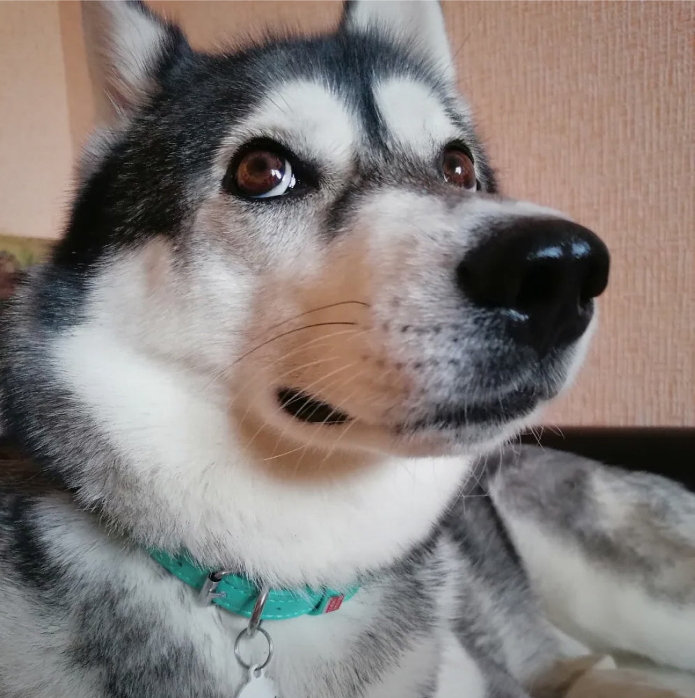 Glamour leather dog collar