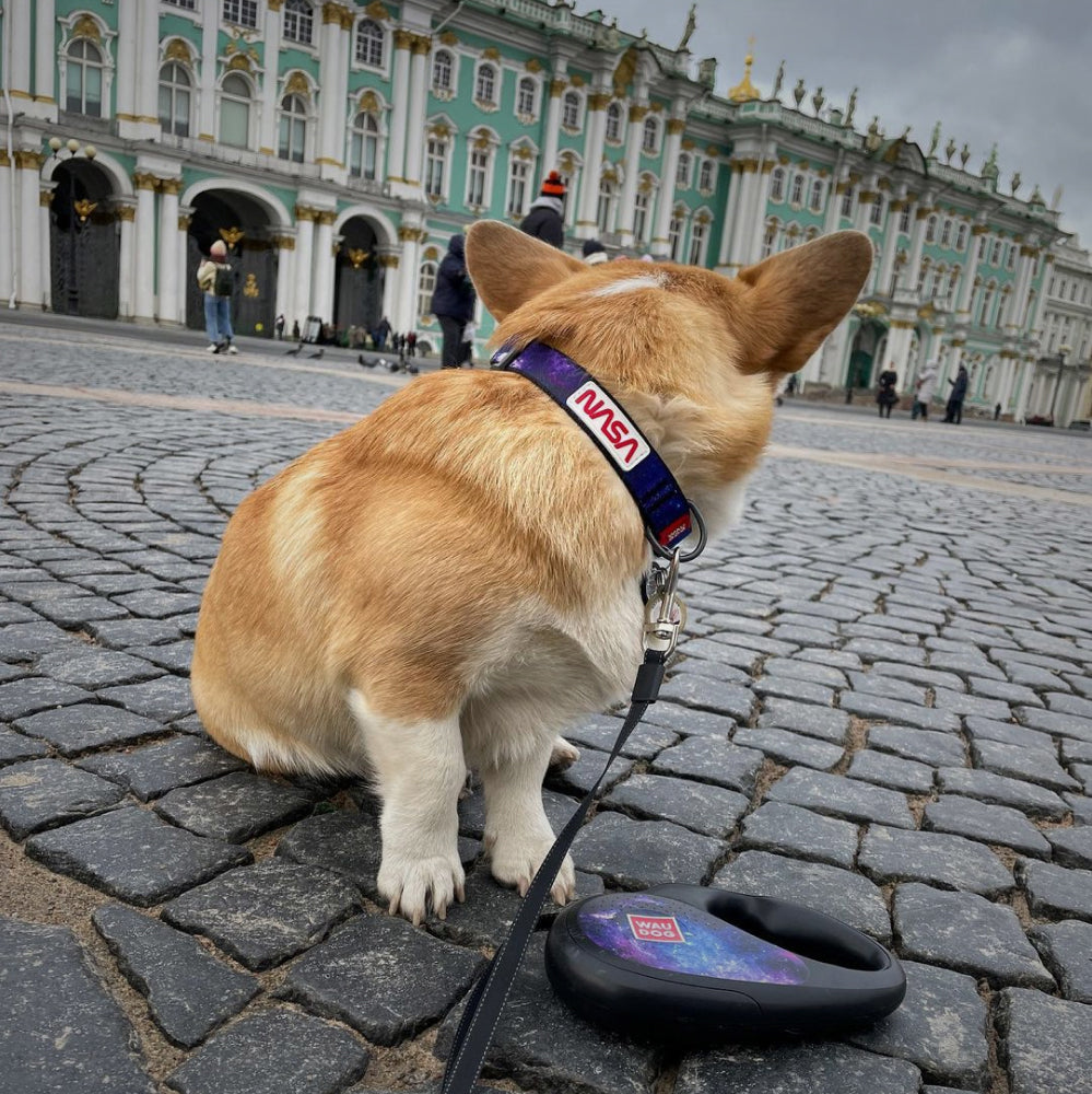 Retractable dog leash with a unique design