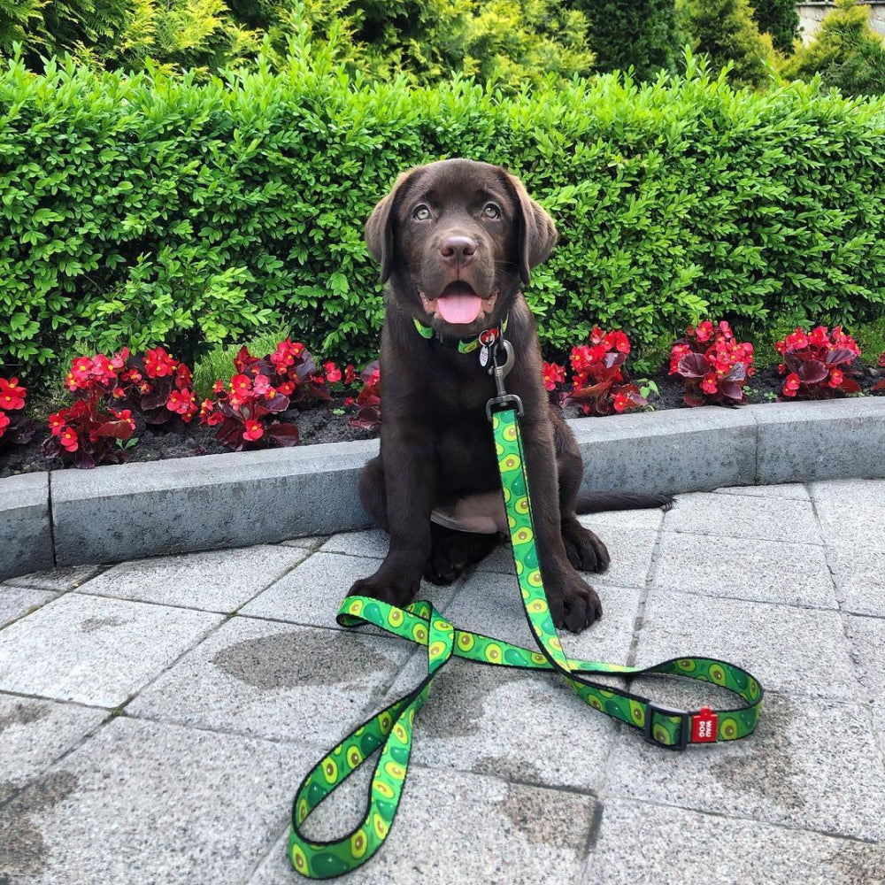 Nylon leash with a unique design for dogs
