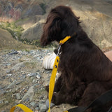 Glamour leather dog collar
