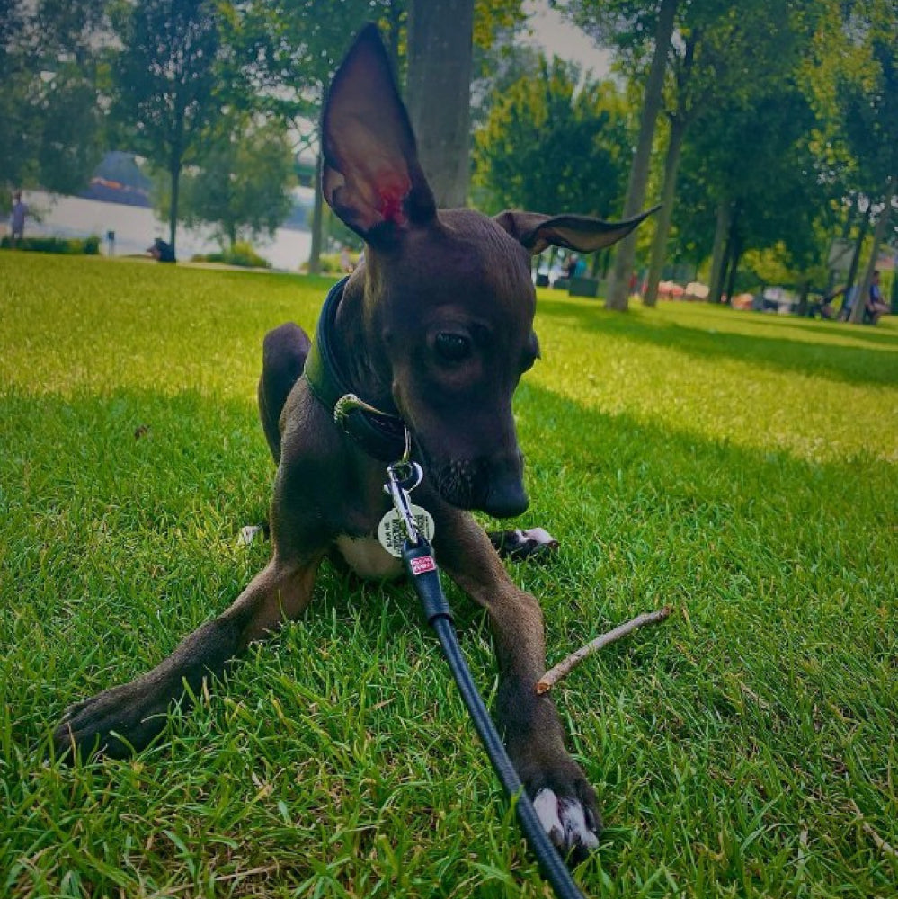 Glamour rolled leather dog leash