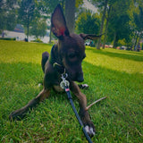 Glamour rolled leather dog leash