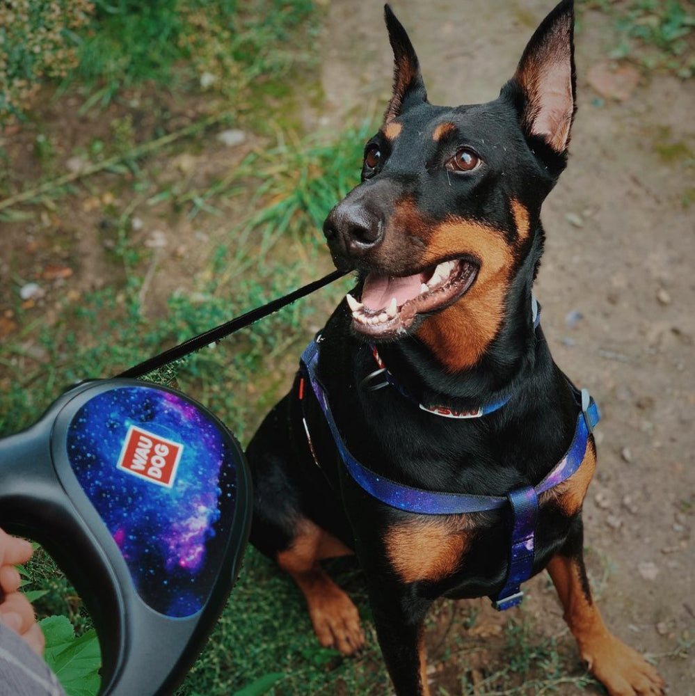 Retractable dog leash with a unique design