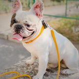 Glamour rolled leather dog leash