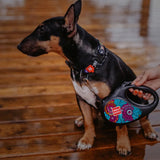 Retractable dog leash with a unique design