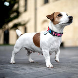 Nylon collar with design