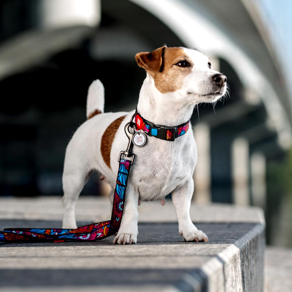 Nylon collar with design