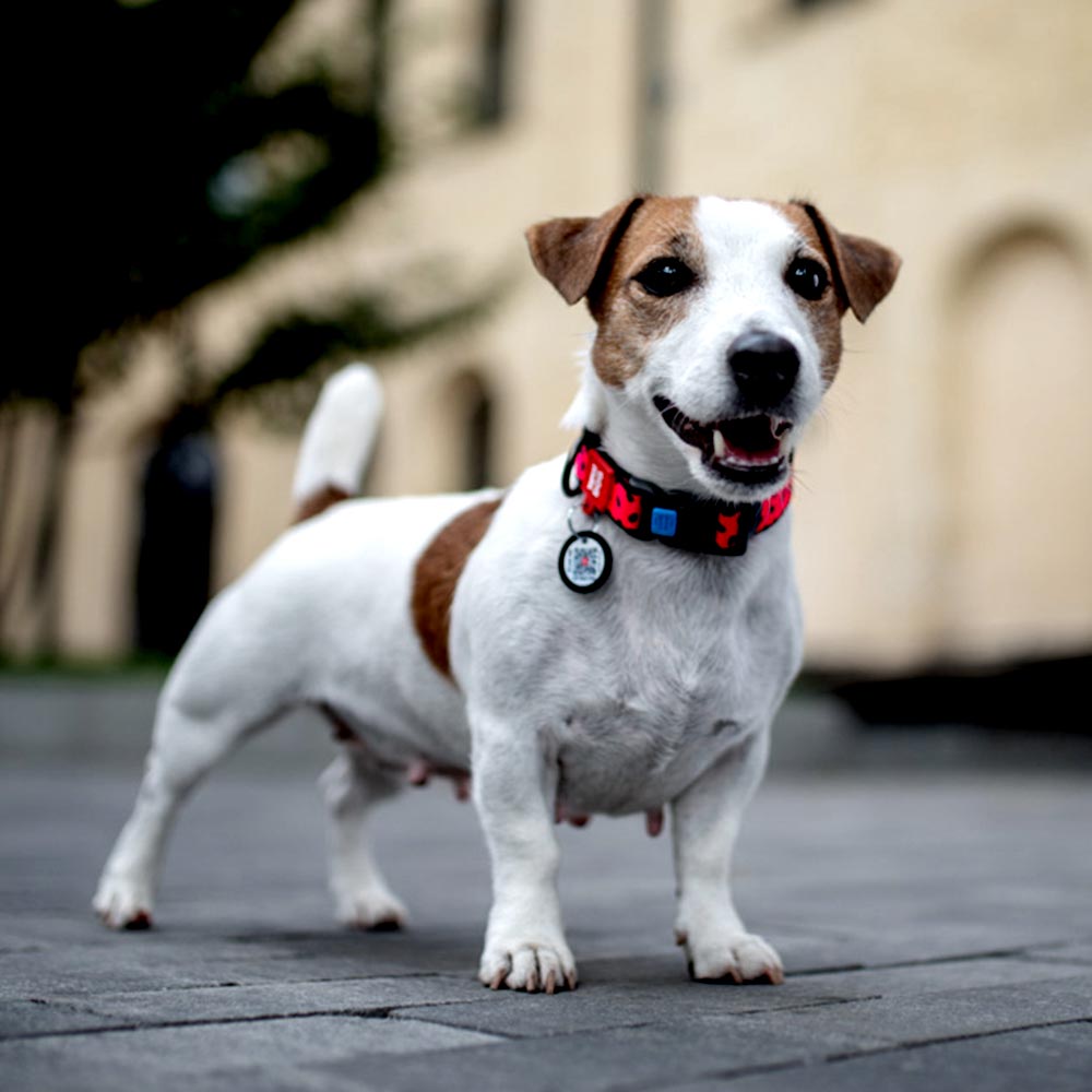Nylon collar with design