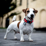 Nylon collar with design